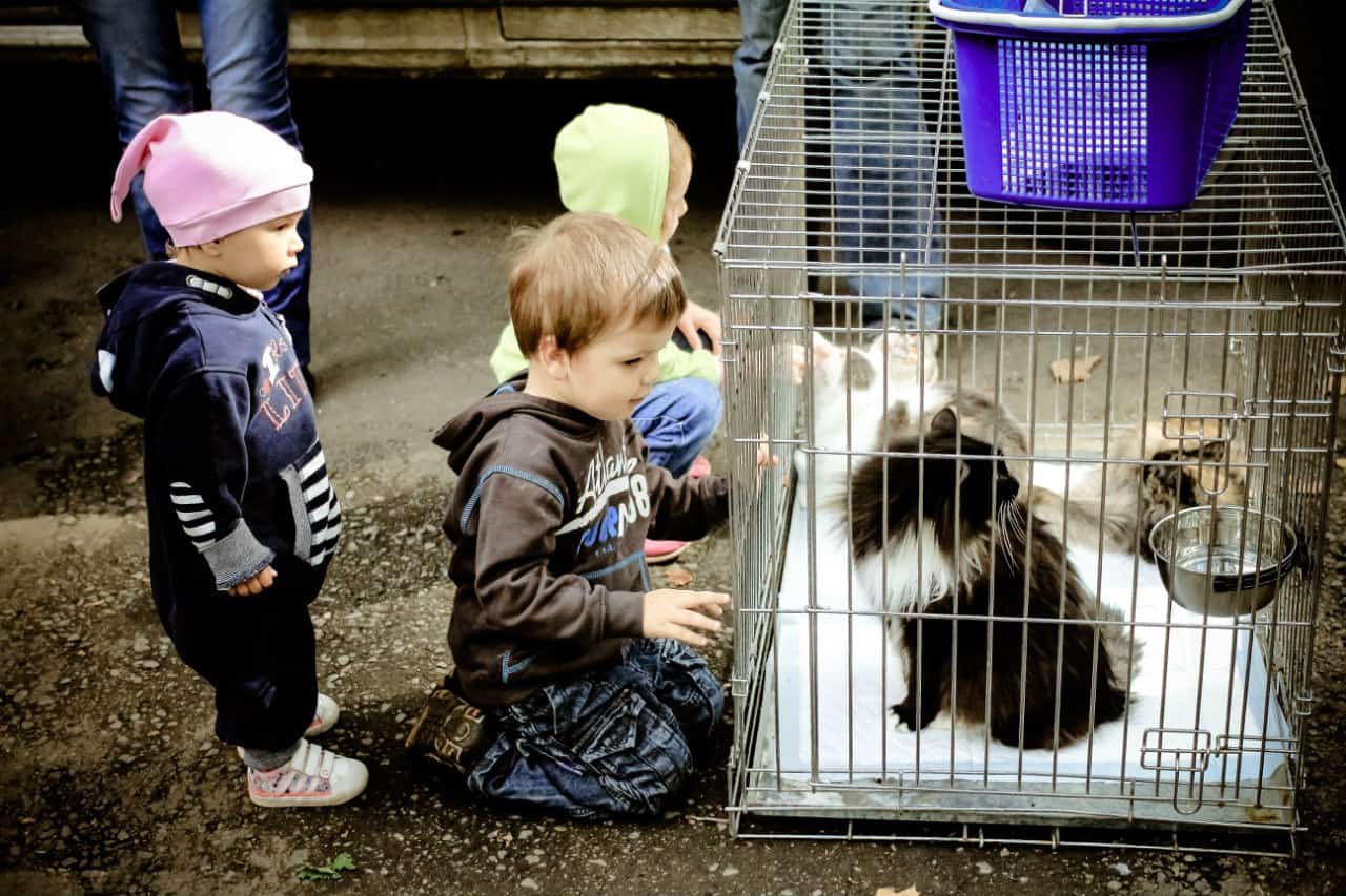 Tierschutz, Russland