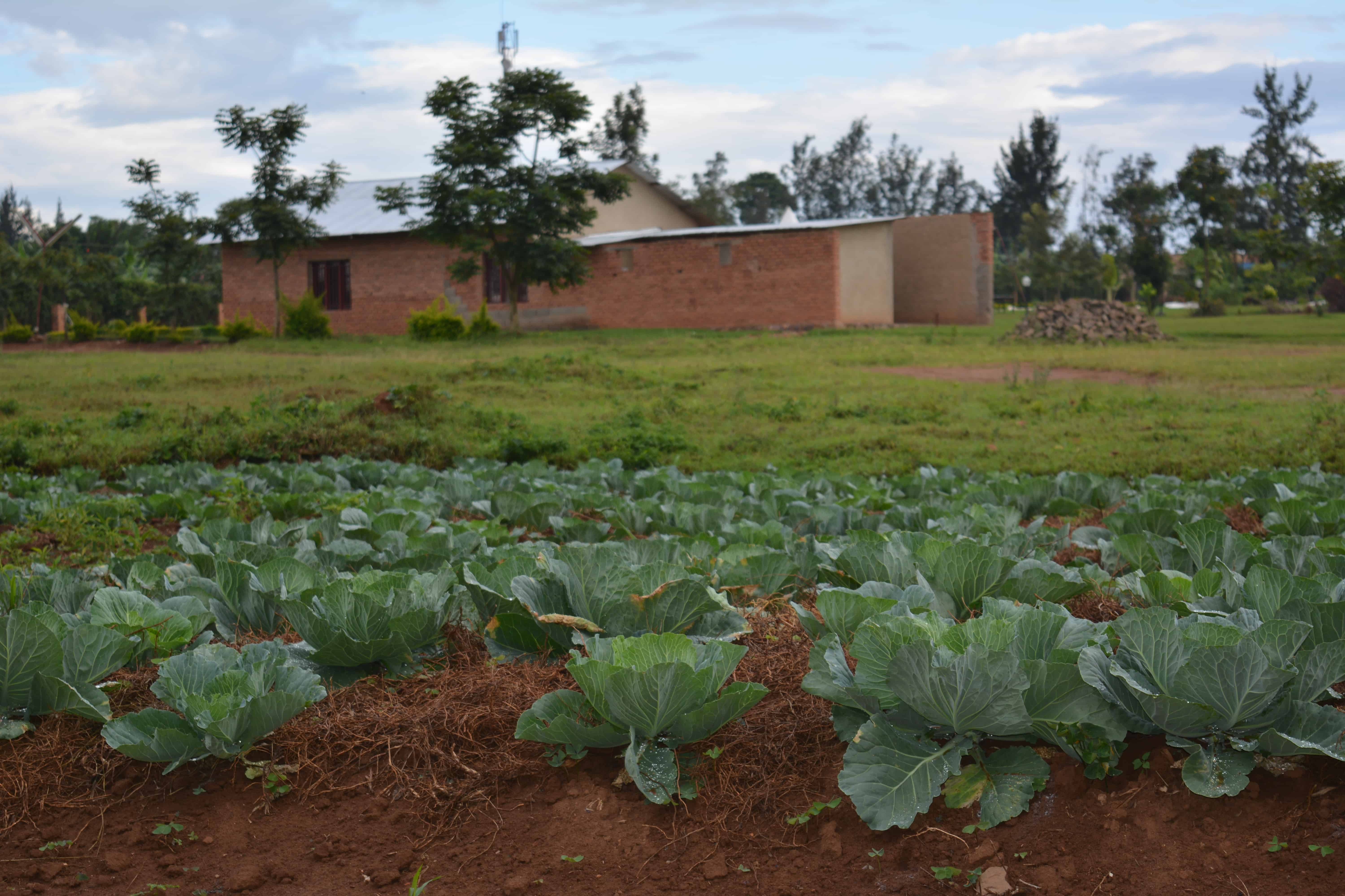 Umweltschutz/Garten Ruanda